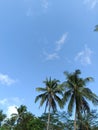 beautiful natural scenery with towering coconut trees against a bright blue sky Royalty Free Stock Photo