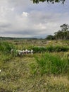 beautiful natural scenery is very cool and green filled with trees and mountains