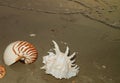 Beautiful natural seashells on the sunset beach of Thailand Royalty Free Stock Photo