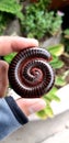 beautiful natural spiral pattern of a millipede