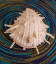 Beautiful natural Spondylus shell