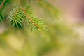 Beautiful natural spring tree background. Light green pine tree branches with small buds of brown pine cones. Pale light faded Royalty Free Stock Photo