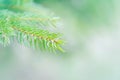 Beautiful natural spring tree background. Light teal green pine tree branches with small buds of brown pine cones. Pale light Royalty Free Stock Photo