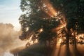 Beautiful natural summer background. the sun`s rays pass through fog and tree Royalty Free Stock Photo