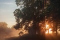 Beautiful natural summer background. the sun`s rays pass through fog and tree Royalty Free Stock Photo