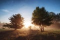 Beautiful natural summer background. the sun`s rays pass through a tree Royalty Free Stock Photo