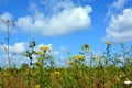Beautiful natural summer landscape. Wildflowers and daisies close-up against a blue sky and white clouds. Prairie grasses grow in Royalty Free Stock Photo