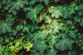 texture of wall covered with ivy close up green ivy leaves Royalty Free Stock Photo