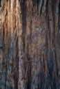 Beautiful natural tree bark pattern. Close up of a tree. Natural background