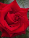 Beautiful natural untreated red rose flower. Close-up of a flower bud in the garden. Lovely rose petals as a background