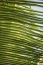 Beautiful natural vertical filled frame background wallpaper day shot of a green palm tree branch with long thin green leaves