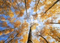 Beautiful natural view from below on trunks and tops of birch tr