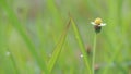 beautiful of natural wild grass flower 5