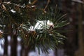 Beautiful natural winter background. pine tree branches covered with snow. Frozen tree branch in winter forest. first snow. Close Royalty Free Stock Photo