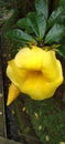 Beautiful Natural Yellow Alamanda Flower