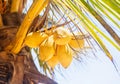 Beautiful natural yellow coconat fruit on palm tree in the sunny summer day. Healthy fresh food outside Kenya, Africa. Close up Royalty Free Stock Photo