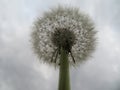beautiful natural yellow dandelion flower delicate light fluff Royalty Free Stock Photo