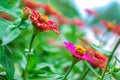 Zinnia flower with plant in the garden Royalty Free Stock Photo