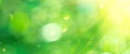 Beautiful nature abstract blurred background. Green bokeh backdrop. Summer or spring background with sun flares