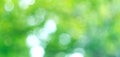 Beautiful nature abstract blurred background. Summer green bokeh backdrop Royalty Free Stock Photo