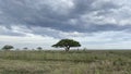 The beautiful nature of Africa. Lonely baobab tree. Amazing landscape