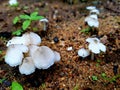 Beautiful Nature Attractive mushroom photography