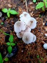 Beautiful Nature Attractive mushroom photography