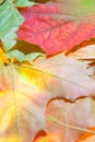 Beautiful nature autumn background. Colorful texture with maple leaves