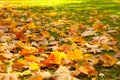 Beautiful Nature Autumn Background with maple leaves Royalty Free Stock Photo