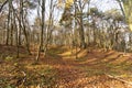 Beautiful nature in the autumn park Royalty Free Stock Photo