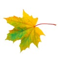 Beautiful Nature autumn single maple leaf macro Royalty Free Stock Photo