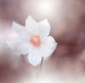 Beautiful Nature Background.Abstract Artistic Wallpaper.Art Macro Photography.Creative Amazing Floral Photo.White Anemone Flower. Royalty Free Stock Photo