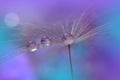 Beautiful Nature Background.Abstract Wallpaper.Celebration,love.Holidays.Summer Flowers.Art Design.Violet Color.Water Drop.