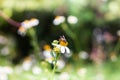Beautiful nature background with a bee perching on orange pollen of white flowers daisies blooming in spring forest. Concept: Royalty Free Stock Photo