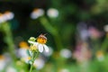 Beautiful nature background with a bee perching on orange pollen of white flowers daisies blooming in spring forest. Concept: Royalty Free Stock Photo