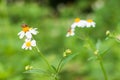 Beautiful nature background with a bee perching on orange pollen of white flowers daisies blooming in spring forest. Concept: Royalty Free Stock Photo