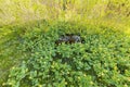 Beautiful nature background. Big rock covered with moss surrounded with yellow spring flowers and young plants