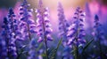 Beautiful nature background. Blooming field with close up blue purple wildflowers. Summer meadow at sunrise