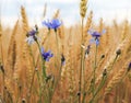 Beautiful nature background with blue cornflowers wild flowers Royalty Free Stock Photo