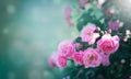 Beautiful nature background with bushes of vintage rose flowers of pink color in summer garden in sunlight Royalty Free Stock Photo