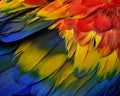 Beautiful nature background, close up details texture of Scarlet macaw parrot bird feathers Royalty Free Stock Photo