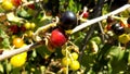 Beautiful nature background. Currant backgrounds. Colorful berry background