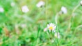 Beautiful nature background with daisy on the foreground. Abstract wall paper. Green soft background, banner. Spring or summer Royalty Free Stock Photo