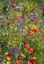 Beautiful nature background of different summer flowers.