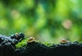 Beautiful nature background and environment. Snails crawl in nature amid heavy rain. Fight with all the problems that come through Royalty Free Stock Photo