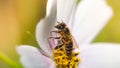 Beautiful nature background with flowers and a bee. Spring flowers. Beautiful blurred background.