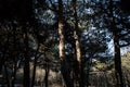 Beautiful nature background. Beautiful forest landscape, bright sunlight makes its way through the trunks of pines, amazing sunset