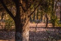 Beautiful nature background. Beautiful forest landscape, bright sunlight makes its way through the trunks of pines, amazing sunset