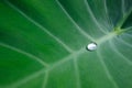 Beautiful nature background with fresh drops of transparent rain water on a green leaf