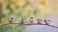 Beautiful nature background with funny little Chicks of a bird a Sparrow standing on branch on a Sunny spring garden Royalty Free Stock Photo